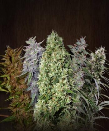 Ace Mix Regular (Ace Seeds)