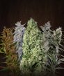 Ace Mix Regular (Ace Seeds)