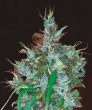 Panama Haze Feminised (Ace Seeds)