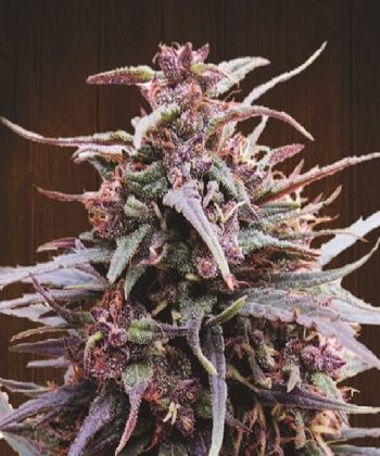 Purple Haze x Malawi Feminised (Ace Seeds)