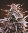 Purple Haze x Malawi Regular (Ace Seeds)