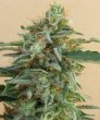 Tikal Regular (Ace Seeds)
