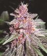 Violeta Feminised (Ace Seeds)