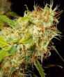 Zamaldelica Feminizsed (Ace Seeds)
