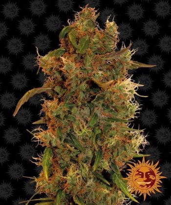 8 Ball Kush Feminised (Barneys Farm Seeds)