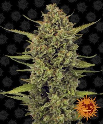 Acapulco Gold (Barneys Farm Seeds)