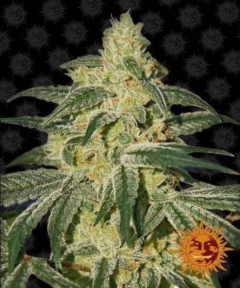 Afghan Hash Plant (Barneys Farm Seeds)