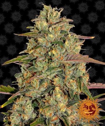 Amnesia Lemon (Barneys Farm Seeds)