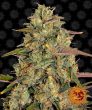 Amnesia Lemon (Barneys Farm Seeds)