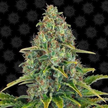 Auto Blue Cheese (blueberry cheese auto) (Barneys Farm Seeds)