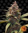 Ayahuasca Purple (Barneys Farm Seeds)