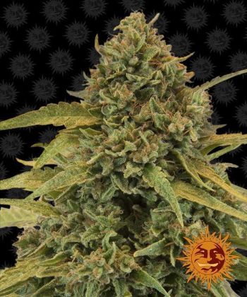 Bad Azz Kush (Barneys Farm Seeds)