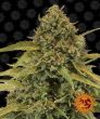 Bad Azz Kush (Barneys Farm Seeds)
