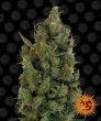 Blue Cheese(blueberry cheese) (Barneys Farm Seeds)