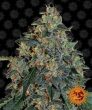 Blueberry OG (Barneys Farm Seeds)