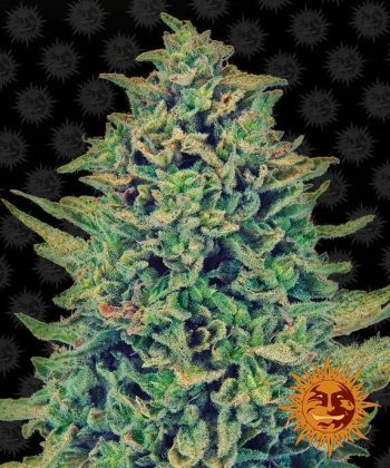 CBD Blue Shark (Barneys Farm Seeds)