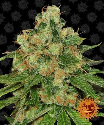 CBD Caramel (Barneys Farm Seeds)