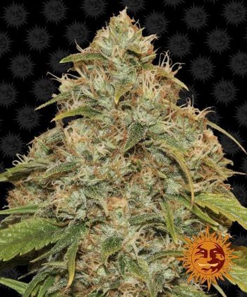 CBD Lemon Potion Auto (Barneys Farm Seeds)