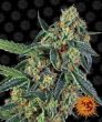 Cookies Kush (Barneys Farm Seeds)