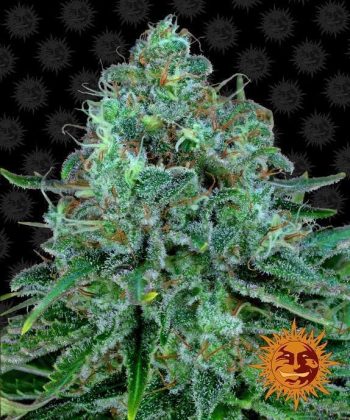 Critical Kush Feminised (Barneys Farm Seeds)
