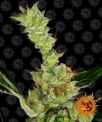 Dr Grinspoon (Barneys Farm Seeds)