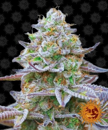 Gorilla Zkittlez (Barneys Farm Seeds)