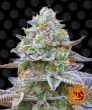 Gorilla Zkittlez (Barneys Farm Seeds)