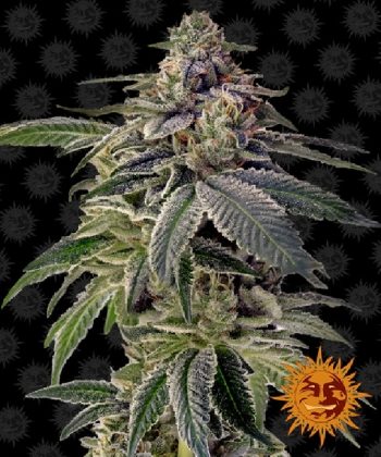 Shiskaberry (Barneys Farm Seeds)