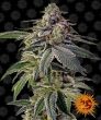 Shiskaberry (Barneys Farm Seeds)