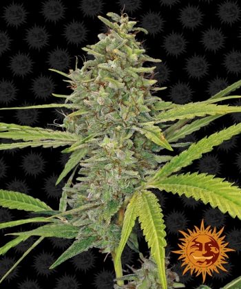 G13 Haze Feminised (Barneys Farm Seeds)
