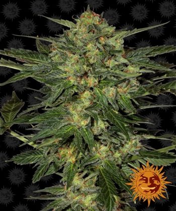 L.S.D (Barneys Farm Seeds)