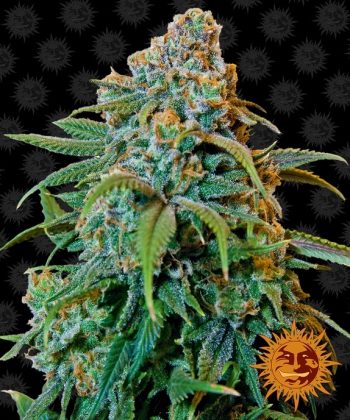 Liberty Haze (Barneys Farm Seeds)