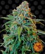 Liberty Haze (Barneys Farm Seeds)