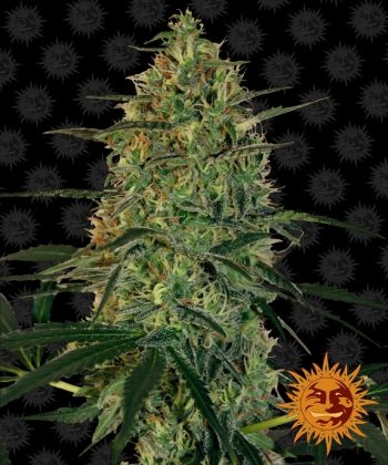 Malana Bomb Auto (Barneys Farm Seeds)