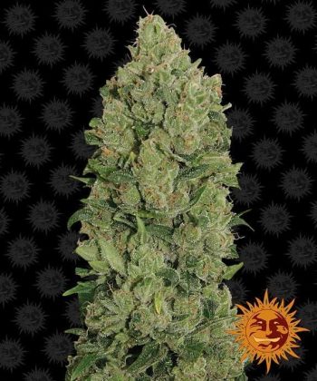 Auto NYC Diesel (Barneys Farm Seeds)