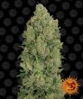 Auto NYC Diesel (Barneys Farm Seeds)