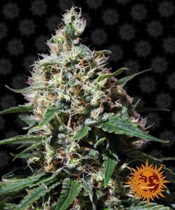 Peppermint Kush (Barneys Farm Seeds)