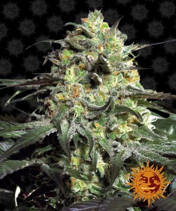 Peyote Cookies (Barneys Farm Seeds)