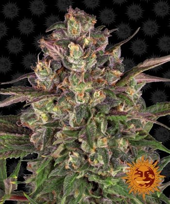 Peyote Critical (Barneys Farm Seeds)