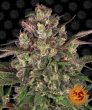 Peyote Critical (Barneys Farm Seeds)