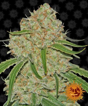 Phantom OG (Barneys Farm Seeds)