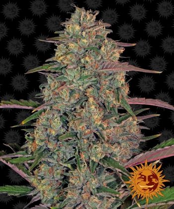 Pineapple Chunk (Barneys Farm Seeds)