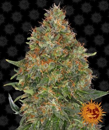 Pineapple Express Auto (Barneys Farm Seeds)
