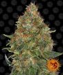 Pineapple Express Auto (Barneys Farm Seeds)