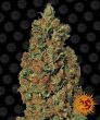 Red Diesel (Barneys Farm Seeds)