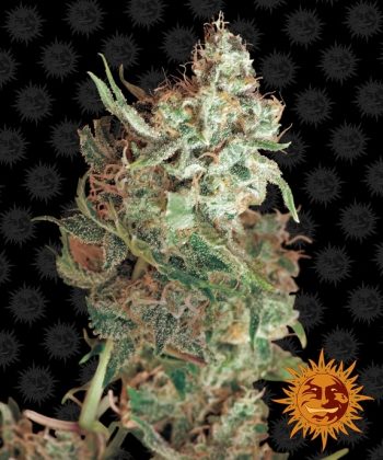 Red Dragon (Barneys Farm Seeds)