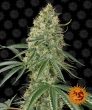 Sin Tra Bajo Auto (Barneys Farm Seeds)