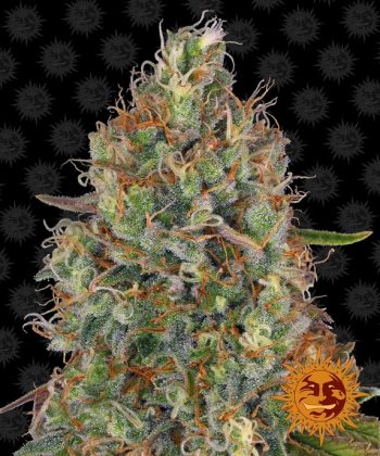 Sweet Tooth Auto (Barneys Farm Seeds)