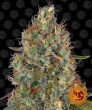 Sweet Tooth Auto (Barneys Farm Seeds)