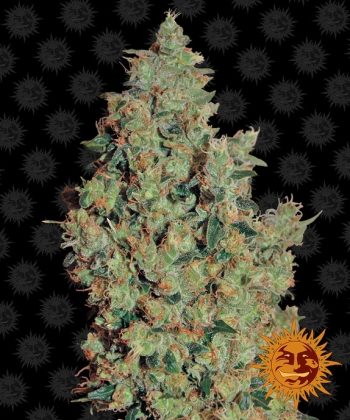 Tangerine Dream (Barneys Farm Seeds)